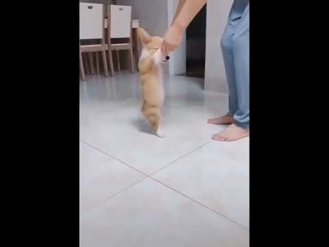 funniest animal videos of 2022 - funny golden retriever dogs and cutest golden puppies  V.18451 #fu