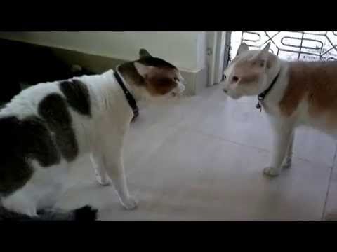 Pet cats defending intruder