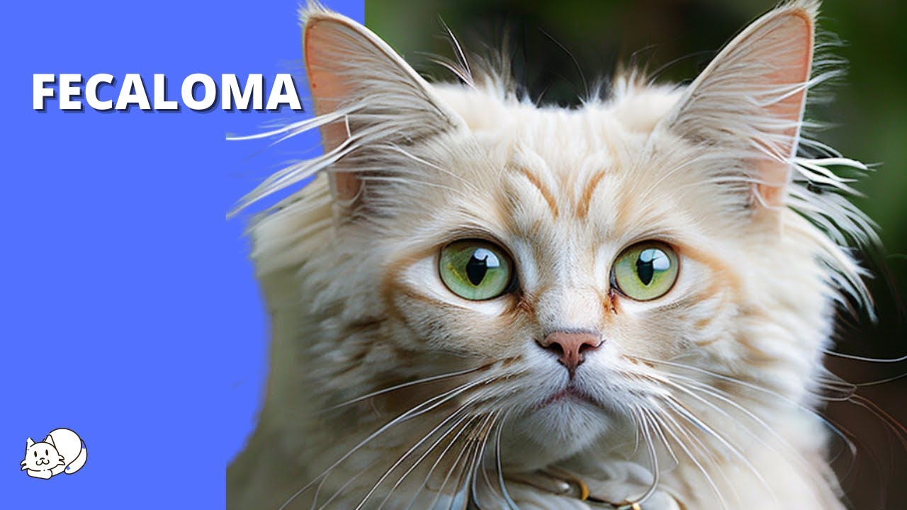 FECALOMA EM GATOS: TUDO O QUE VOCÊ PRECISA SABER.