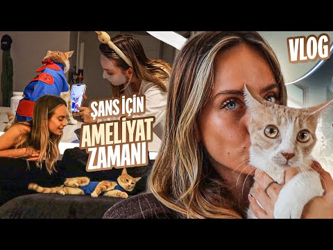 Kedimi Kısırlaştırmaya Götürdüm! İşte Tüm Süreç | Ağladım mı? Evet 🥺