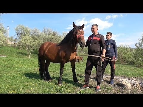 Caii lui Ionut de la Vima Mare, Maramures - 2019
