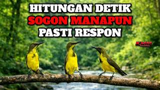 Download lagu Pancingan sogon gacor ampuh untuk sogon stres malas bunyi‼️ mp3
