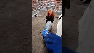 Download lagu ayam aduan calon brakot mp3