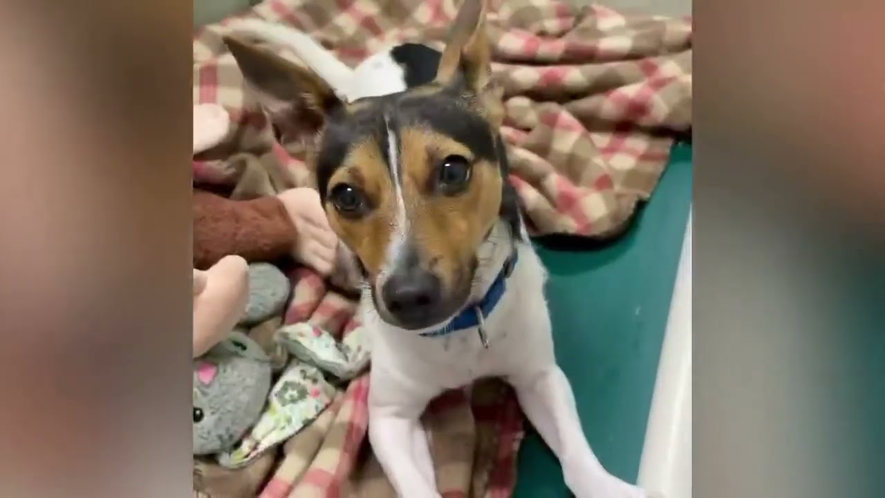 Max, a ADOPTABLE Fox Terrier in Shippenville, PA video 6/6