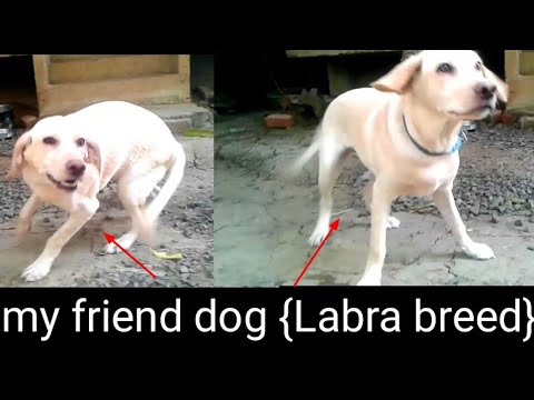 my friend (Bhavin) dog🐕🐶 (lebara breed) #Amitchival