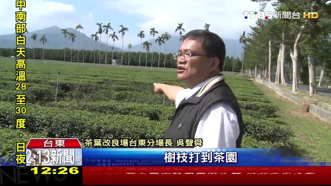 美景沒了！成排木棉樹攔腰斷　遊客掉淚