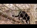 Bear Creek Sanctuary Lola And Diablo