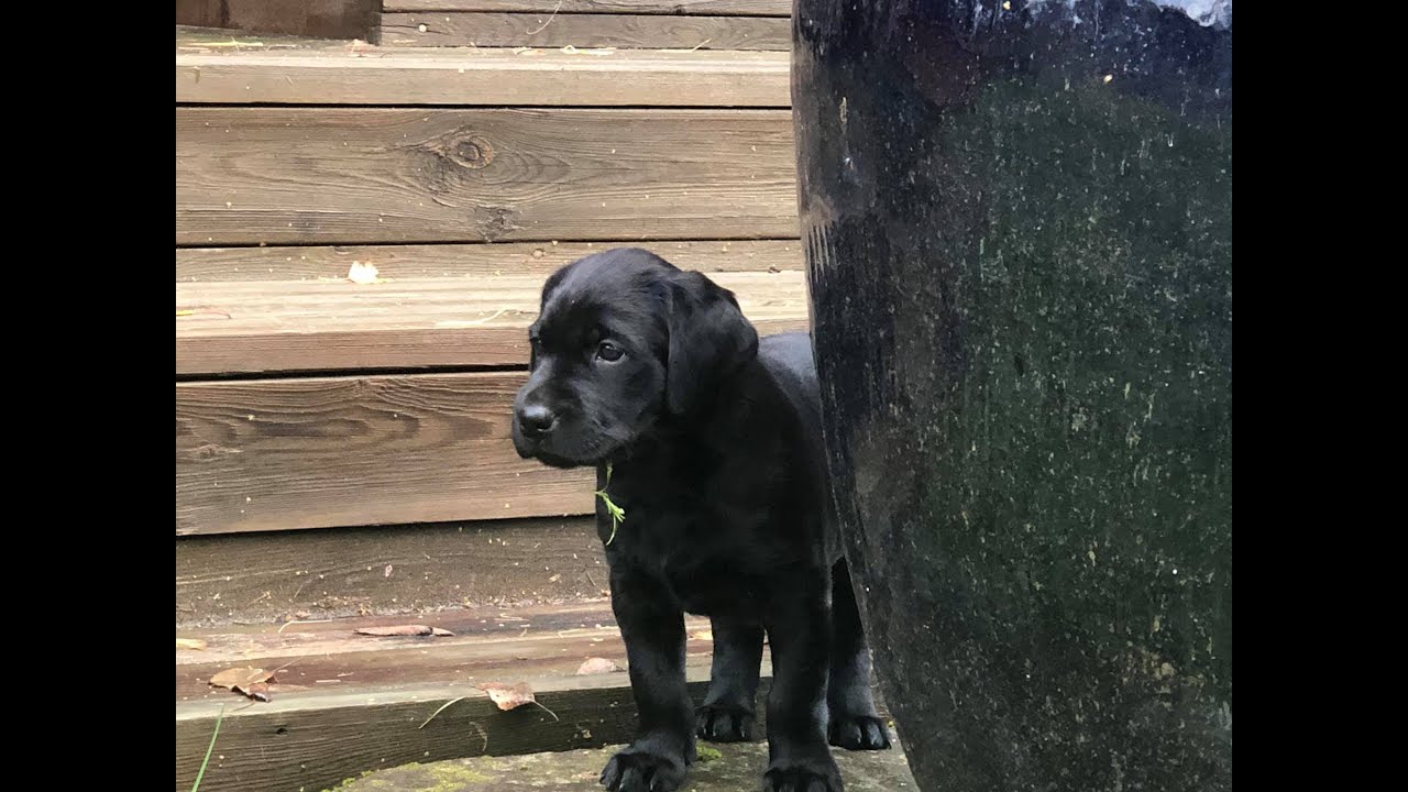 Huntingmates B-kull på sin første jakt. november 2019