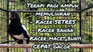 Download lagu MP3 terapi pagi pemulihan Kacer macet bunyi setres cepat gacor mp3 Download lagu MP3 terapi pagi pemulihan Kacer macet bunyi setres cepat gacor mp3