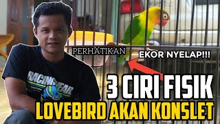 Download lagu LOVEBIRD KONSLET Ternyata BISA DI TERAWANG DARI CIRI FISIKNYA mp3