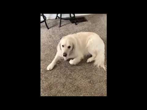 guilty dog | The Guilty Dog Challenge _ GUILTY DOG _ Cute Dog