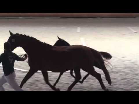 Stutfohlen v  Finest x Abanos