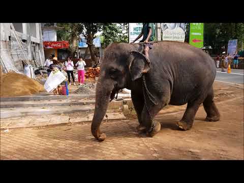 Day 1 in Srilanka Pinnawala Elephant Orphanage