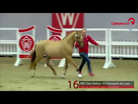 16 Junghengst v. WES Don Dolino - FS Champion de Luxe