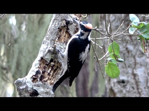 The sound of Hairy Woodpecker