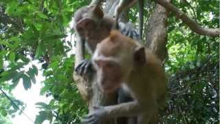 preview picture of video 'Thailand Macaques - Railay Beach, Krabi, Thailand'