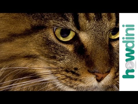 How to understand your cat's body language and mood