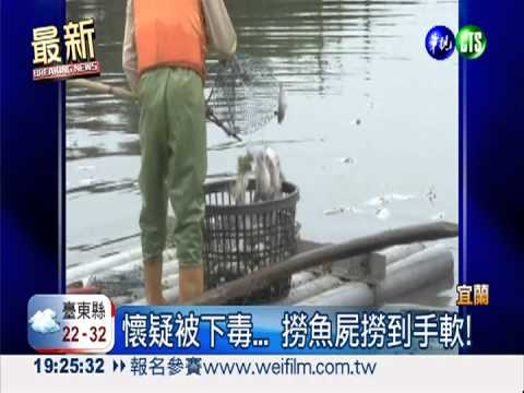 熱到窒息亡?! 宜蘭萬魚翻白肚