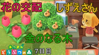 さくさく三本立て「あつまれ どうぶつの森」実況【７日目】
