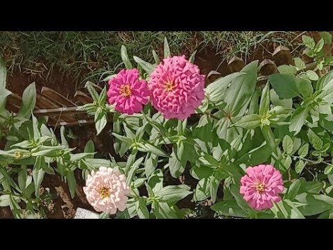 HADIQA #SHORTIME LIVESTREAM