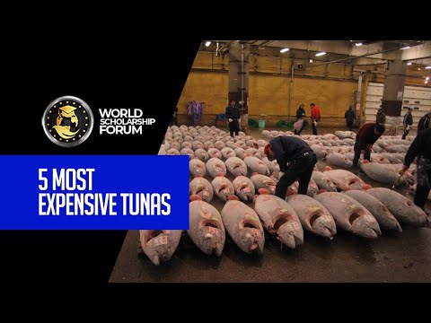 5 Most Expensive Tunas