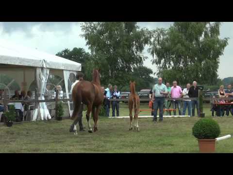 Sudweyher Fohlenschau 2015 - Kat.-Nr. 47