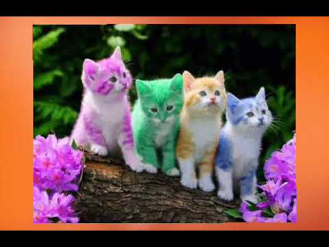 மோப்ப சக்திக்கு பூனையை விட்டு விட்டு நாயை பயன்படுத்துவது#youtubeshorts #ytshorts #science