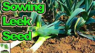 How To Sow Leeks - UK Here We Grow