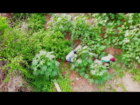 புதருக்குள் Drone கேமராவில் சிக்கிய பொது மக்கள்