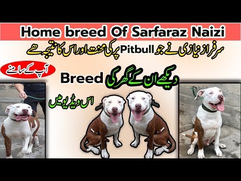 Pittbull In Pakistan Home Breed Of Sarfaraz Niazi Bossy Pitbull Pakistan  Watch Ths Video In Punjabi
