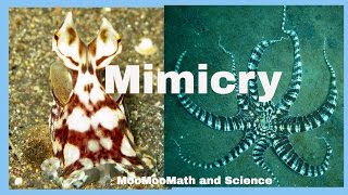 Examples of animal mimicry