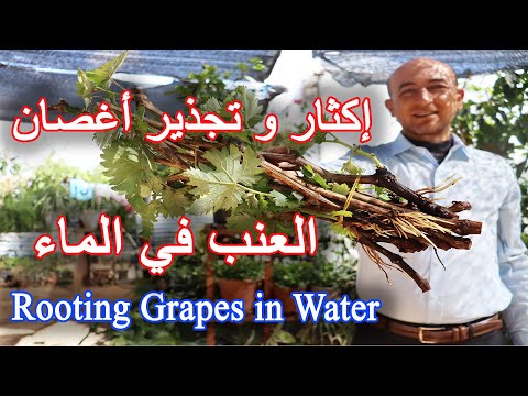 , title : 'طريقة زراعة و تجذير أغصان العنب في الماء, Rooting Grapes Cuttings in Water'
