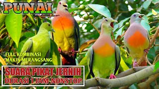 Download lagu sura pikat burung punai. bunyi gerobolan super jernih mp3 Download lagu sura pikat burung punai. bunyi gerobolan super jernih mp3