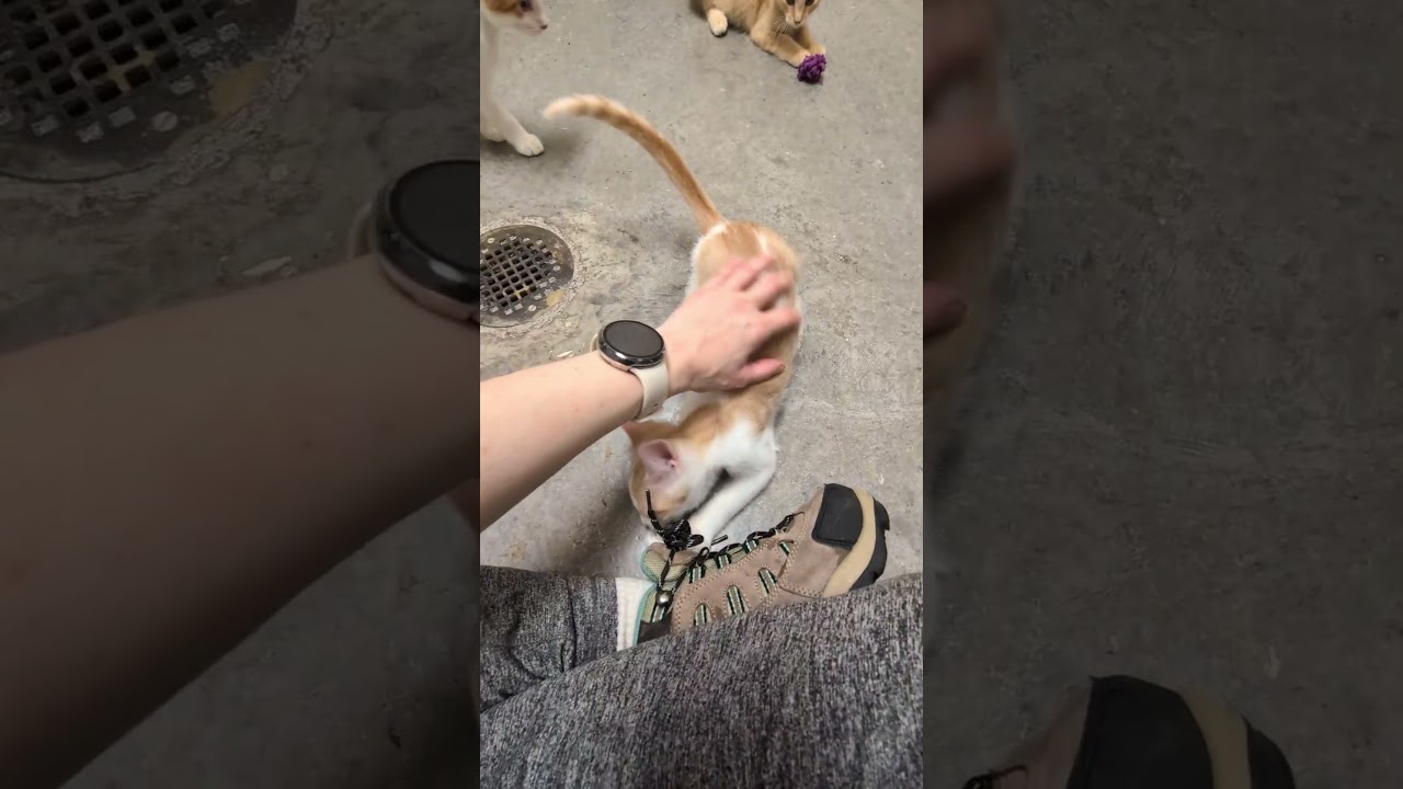 Sally, a ADOPTABLE mixed breed in Mount Carmel, IL video 3/5