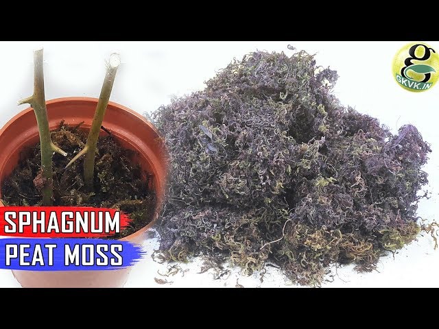 Video Pronunciation of sphagnum moss in English