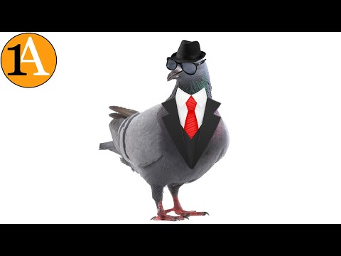 Tauben - die besten Agenten der Geschichte