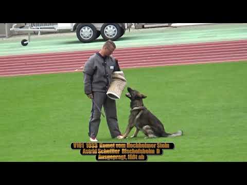 2019 SV BSZS in Nurnberg TSB V101 Komet vom Hochheimer Stein