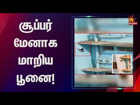“ஜாக்கி சானுக்கு சவால் விடும் பூனை” - வைரலாகும் வீடியோ! | Cat Stunt | Viral Video