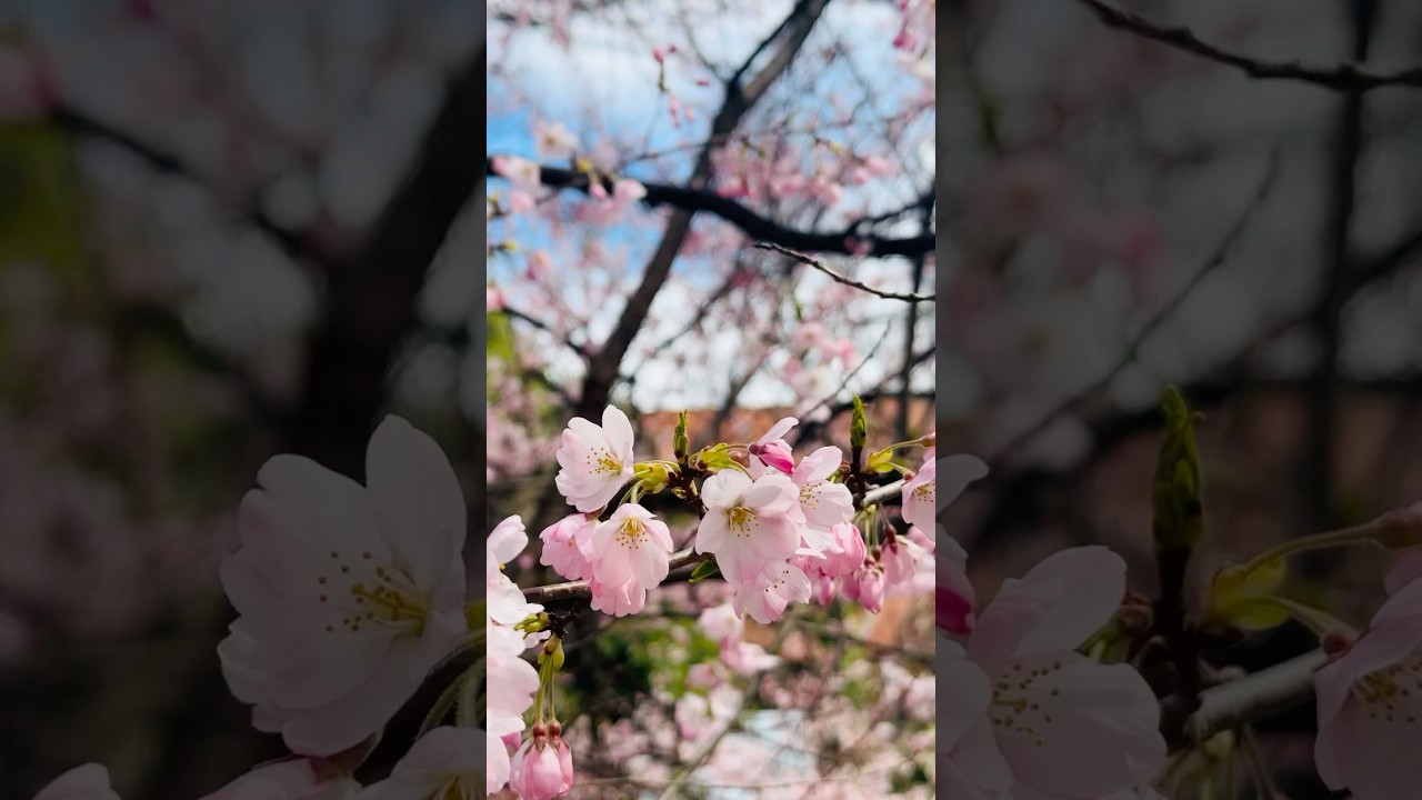 YouTube Short thumbnail