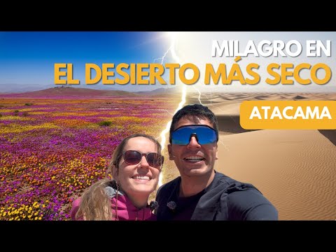 MILAGRO en el desierto de ATACAMA 🌸: El Desierto Florido y el HOYO GIGANTE de Tierra Amarilla 🤯
