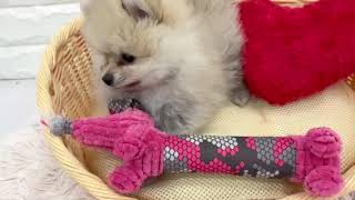 ポメラニアンの動画01