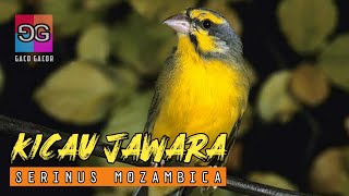 Download lagu Cukup 10 Menit Putar MOZAMBIK Gacor Ini Dijamin MOZA dan PLECI Langsung Nyaut Gacor mp3