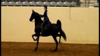 preview picture of video 'SOLD - 4 Year Old American Saddlebred Horse'