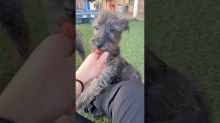 Video preview image #1 Mutt Puppy For Sale in Phoenix, AZ, USA