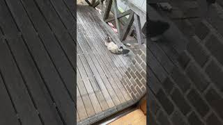 しっぽにじゃれてる可愛い猫いた🐱 #shorts #猫 #癒し #cat #子猫