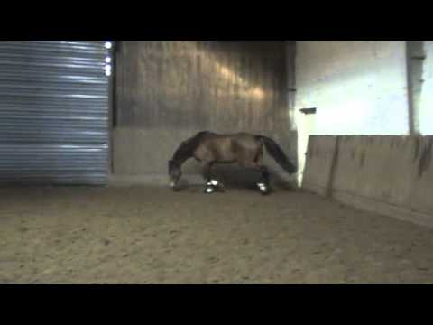 Clintord x Lavall II x Silvester