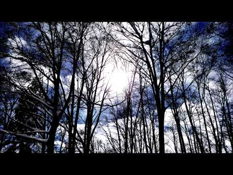 nogfgoodnight - 木漏れ日