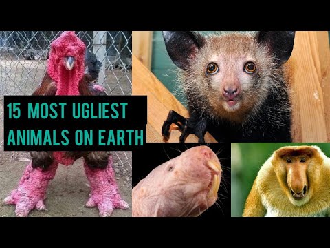 15 Most Ugliest Animals on Earth
