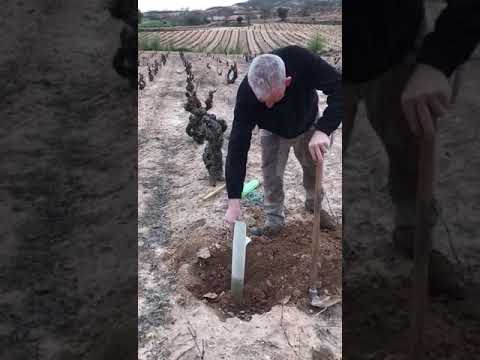 José Alberto Casajús podando en Quintana del Pidio