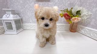 ハーフ犬の動画01